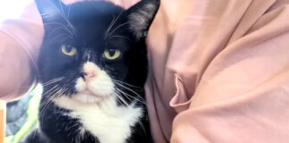 抱っこされる猫