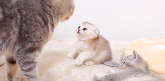 猫の親子