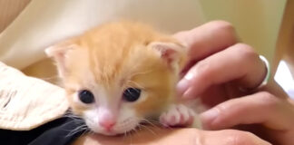 抱っこされる子猫