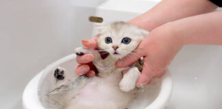 お風呂に入る子猫
