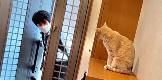 お兄ちゃんをお見送りする猫