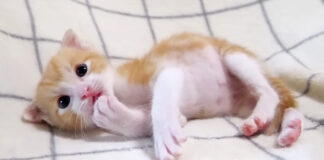 お腹パンパンになった子猫