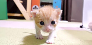 ウロウロする子猫