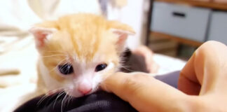 お母さんに突撃する子猫