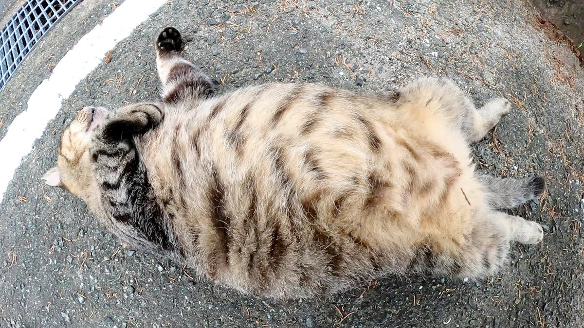 大きなお腹を見せる猫