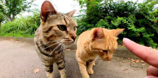 パトロール中の猫達