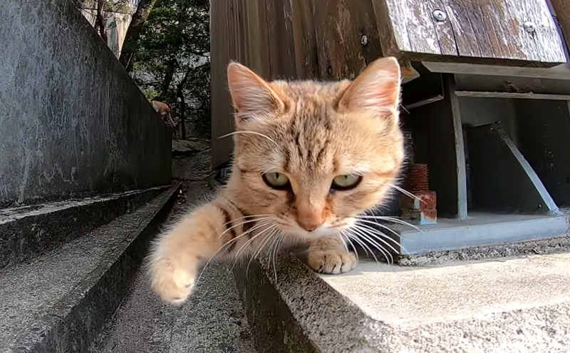 子猫が強烈な猫パンチを次々と繰り出してきて… 予想外のハプニングが ( *´艸｀)♡ | エウレカねこ部