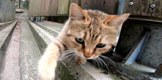 猫パンチを繰り出す猫
