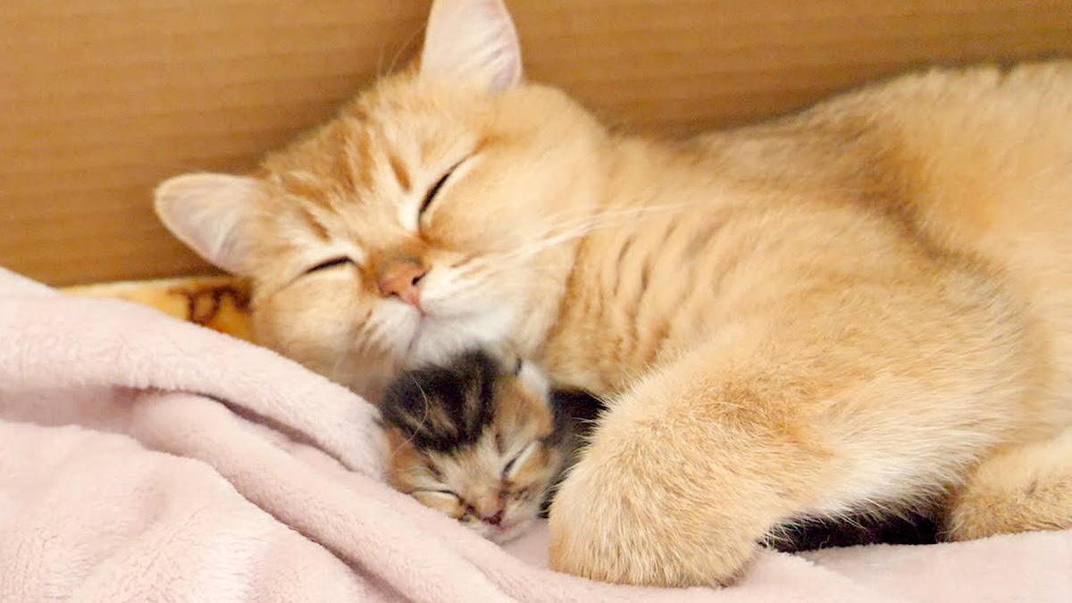 母猫の腕の中で眠る子猫