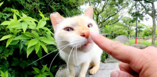 猫に挨拶