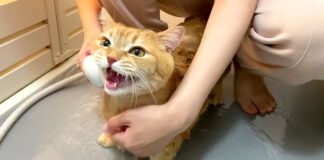 シャンプーされる猫