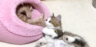 シッポで遊ぶ子猫