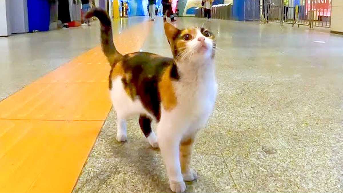 地下鉄の駅の構内を歩く猫