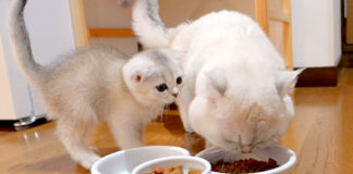 ご飯を食べたい父猫と遊びたい子猫