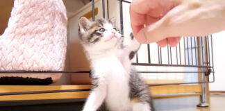 子猫と養育主さん