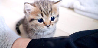 見つめてくる子猫