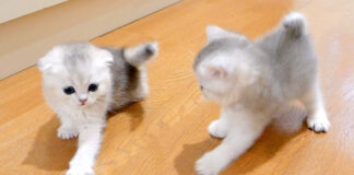 大運動会する子猫達