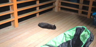 ベランダに落ちてる猫