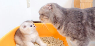 母猫と子猫