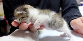 指をしゃぶる子猫