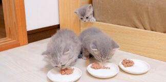 ご飯に遅れた子猫