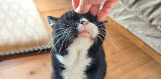 撫でられる猫