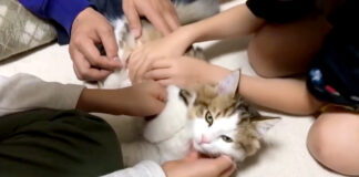 みんなに触られる子猫