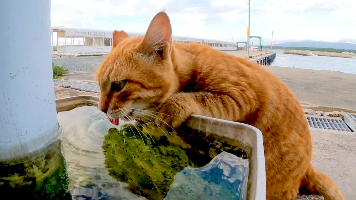 水を飲む猫