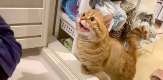お風呂で泣く赤ちゃんを心配する猫