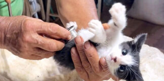 獣医さんに診察される子猫