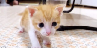 近づいてくる子猫