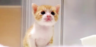 ダンボールハウスを見つめる子猫