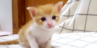 見つめる子猫
