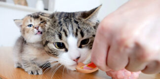 チュールを横取りする父猫