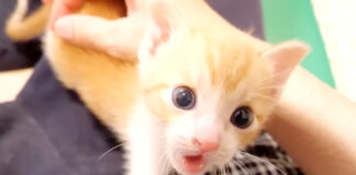 お腹が空いた子猫