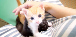 養育主さんに甘える子猫