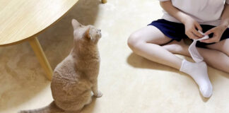 お姉ちゃんを見守る猫