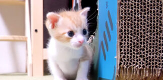 探す子猫