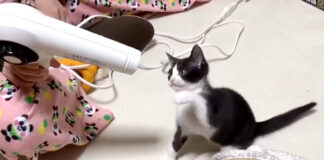 ドライヤーに立ち向かう子猫