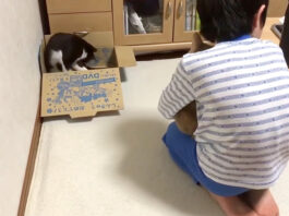 箱を奪われた猫を慰める男の子