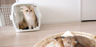 子猫と初対面した父猫