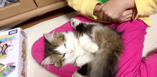 膝の上でくつろぐ子猫