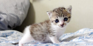 外に出た子猫