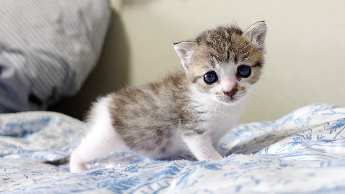 外に出た子猫