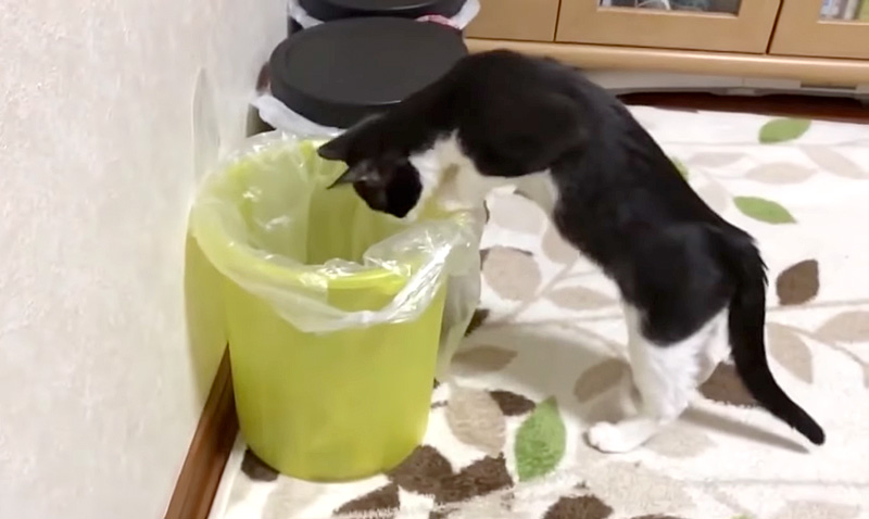 ゴミ箱に入る子猫