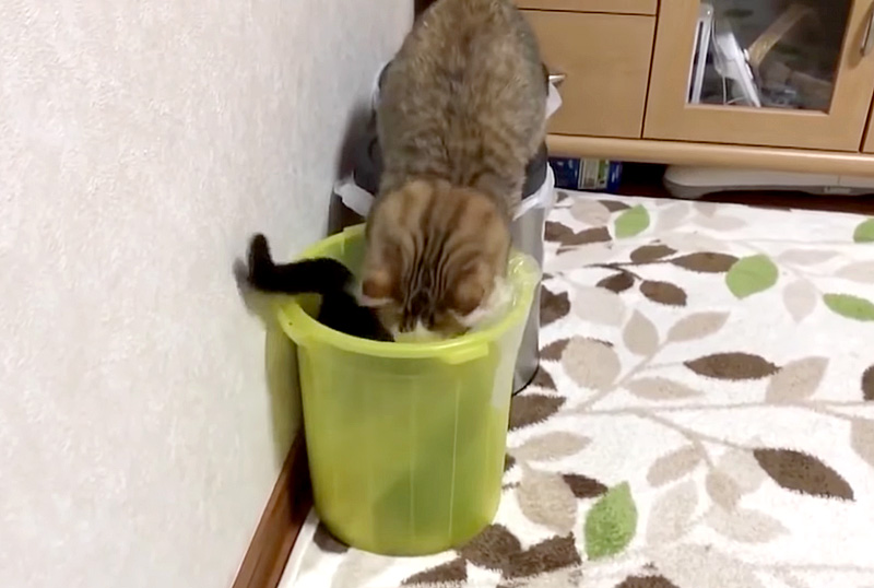 さらにゴミ箱に入る子猫