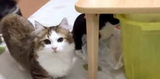 見つめる子猫