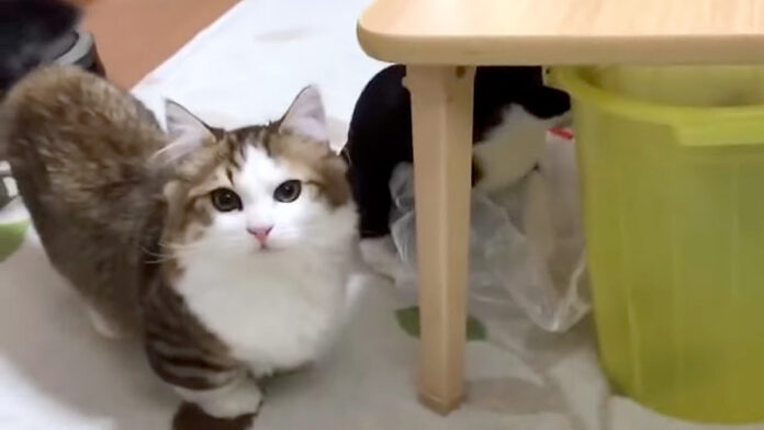 見つめる子猫