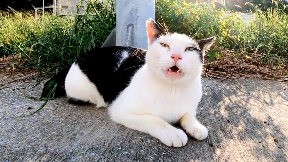 話し掛けてきた猫