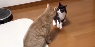 バトルする猫達